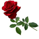 red roses stem