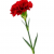 single-stem-red-carnation